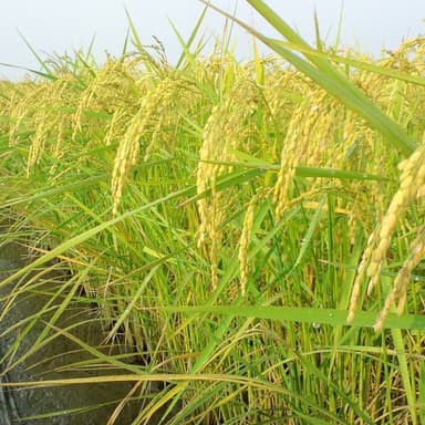 わたしの自然栽培（無肥料・無農薬）コシヒカリ