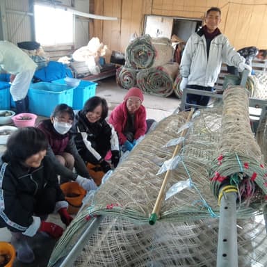 有明海で海苔の種付け準備のお手伝い