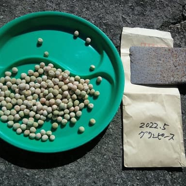 無農薬栽培　そら豆・グリンピース種蒔き