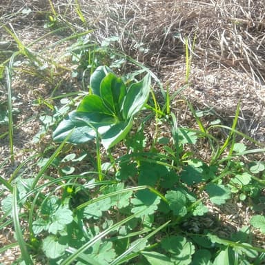 無農薬栽培そら豆の草取り