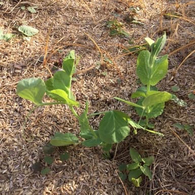 我が家の家庭菜は無農薬栽培