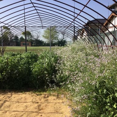 我が家の家庭菜園（農薬不使用栽培）