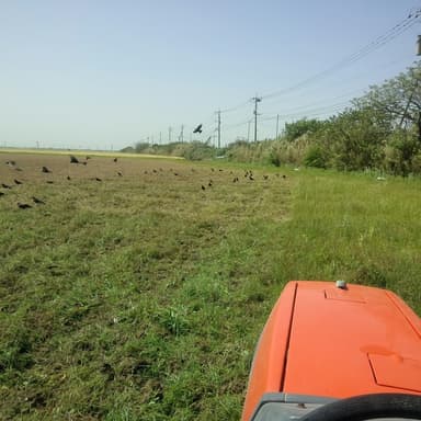 自然栽培米の田んぼ耕運中に100羽以上カラスが飛来
