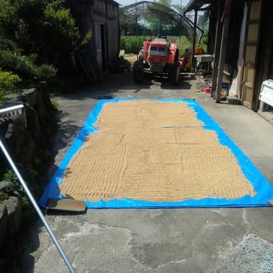 30年DNAコシヒカリ種籾の脱毛は太陽の光と熱を利用