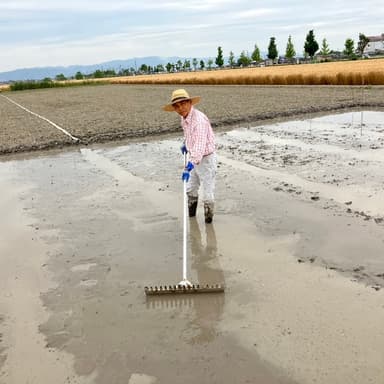 自然栽培コシヒカリ30年　苗床に溝を掘り整地
