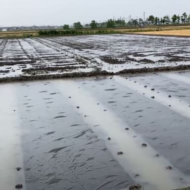 無肥料・無農薬栽培こしひかり　雨で苗箱が浸水