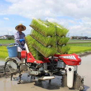自然栽培米（無肥料・無農薬）こしひかり田植え無料研修
