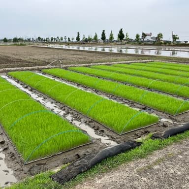 大事な食べ物は純粋な自然がいいね