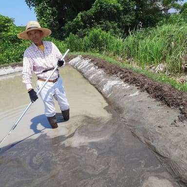 自然米こしひかり　水田のワラくず取り除き
