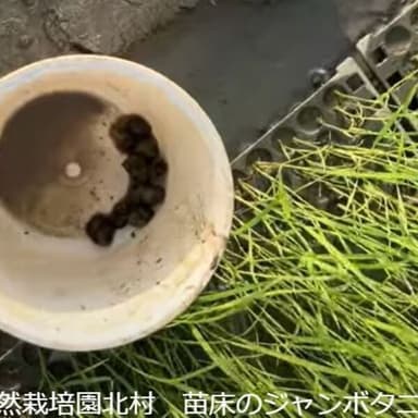 ジャンボタニシの有効活用前