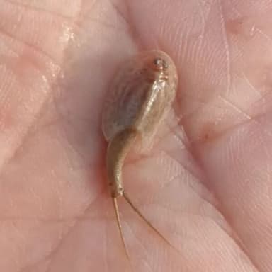 カブトエビに出会えて感謝申し上げます
