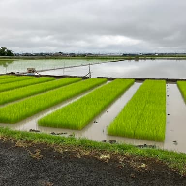 無肥料・無農薬コシヒカリの超エネルギーに感謝