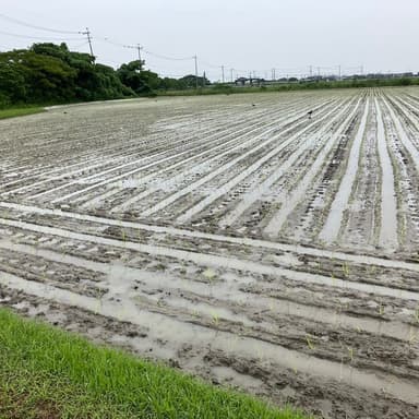 ジャンボタニシ食害防止に田植え後すぐに落水
