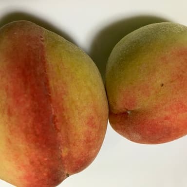 無肥料・無農薬栽培の桃を狙うカラス