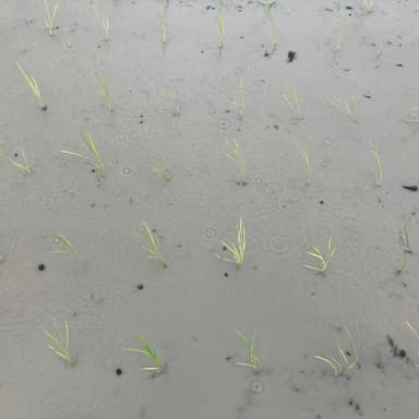 田んぼの中は謎の濁り水