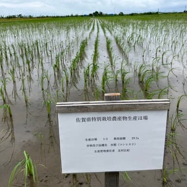 佐賀県特別栽培農産物看板設置