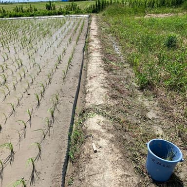 除草剤を使わないから鎌で草取り