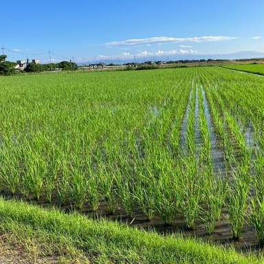 自然栽培コシヒカリの成長