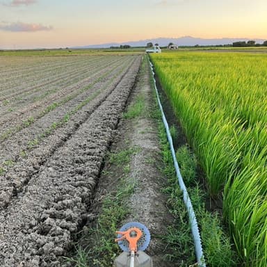 田植え後2回目のアゼ草刈り