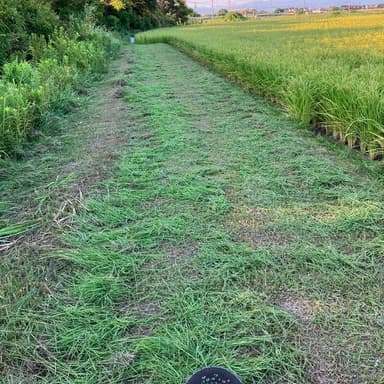 田植え後3回目の草刈り