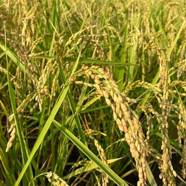 無肥料・無農薬栽培コシヒカリ 