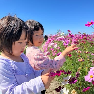 コスモス祭り　垂直滑り台に孫と挑戦