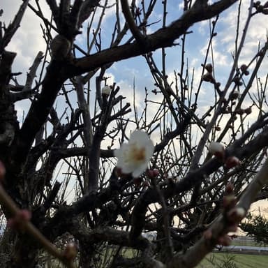 春近し梅の花がチラホラ咲き始め、今年の梅干しに期待もています。