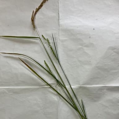 わたしは藁　病は気から　毎日変なモノが入った物で身体は悲鳴を