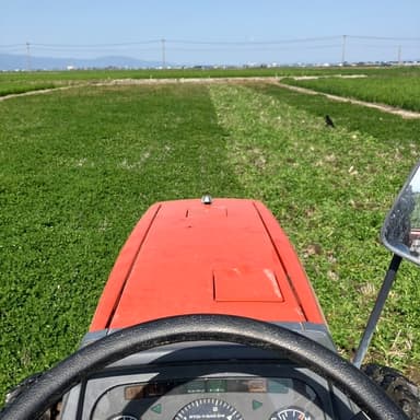 クローバーが茂る圃場【トラクター耕運開始】自然栽培米こしひかり