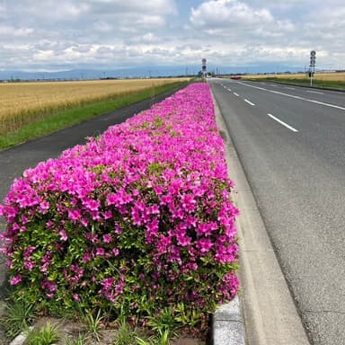 「佐賀空港道路沿いの満開のツツジ：喧騒の中の癒しと美」ダンプカーが1日に500台～