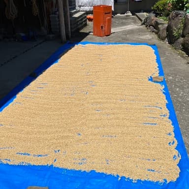 「自然の恵みを育む手仕事：30年の歴史を持つ自然栽培米の種籾作業」