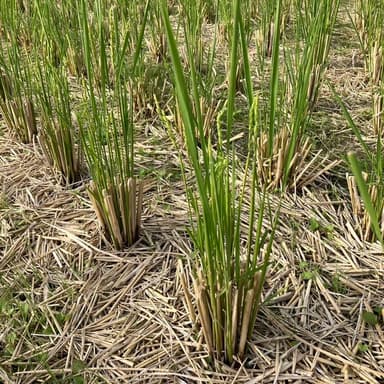稲刈り後に芽が出るの生命力🌱