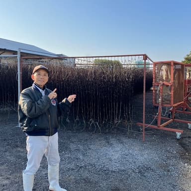 今年も始まりました、冷凍用網の天日干し「無酸処理海苔」