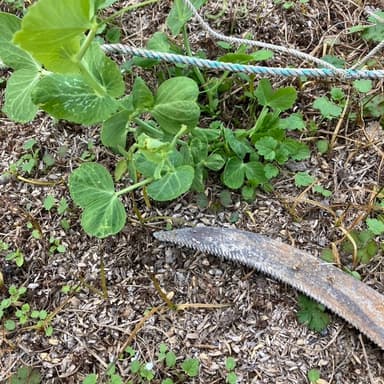 我が家の家庭菜園　無肥料・無農薬栽培 グリーンピース