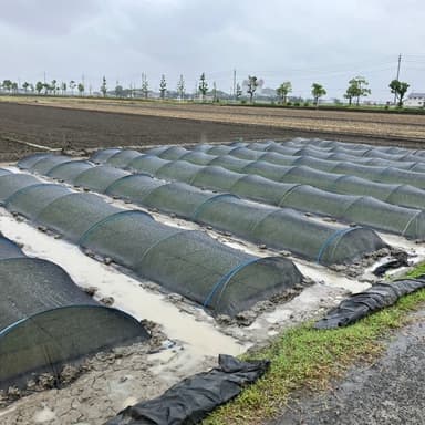 🌱コシヒカリの芽、ぐんぐん成長中🌱