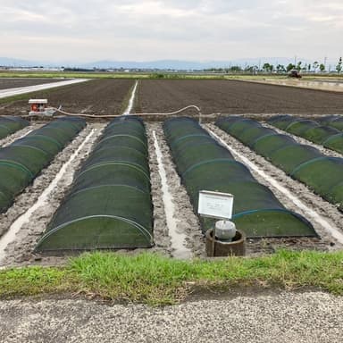 苗床に溝を掘ることの大切さ