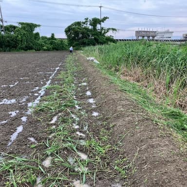 草刈りのあとの、ひと手間