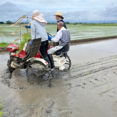 🌱自然栽培米こしひかり 無料田植え研修 参加者募集のお知らせ🌾