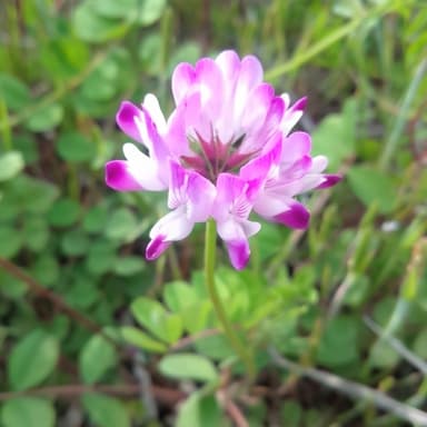 自然に生えた春のマメ科植物れんげ草とからすのエンドウ