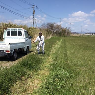 自然農法米田んぼは春の草マメ科植物が大きく成長