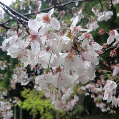 私達が約40年前に植樹した思い出深いさくら