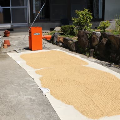 自然農法コシヒカリの種は天日干し後に脱毛