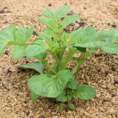 我が家の家庭菜園　無肥料・無農薬栽培　ジャガイモ
