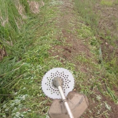 草刈り機（高級チップソー）で除草