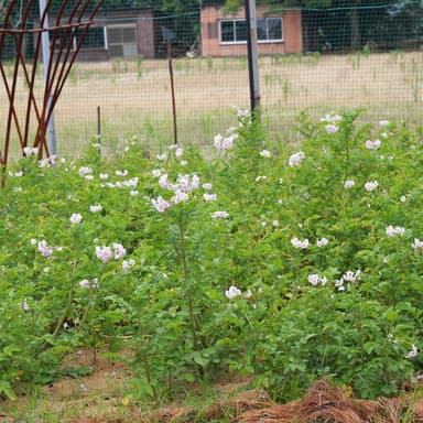 我が家の家庭菜園　無肥料・無農薬栽培ジャガイモ