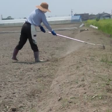 松葉ほうきでアゼ清掃　こんなこと誰もやっていない