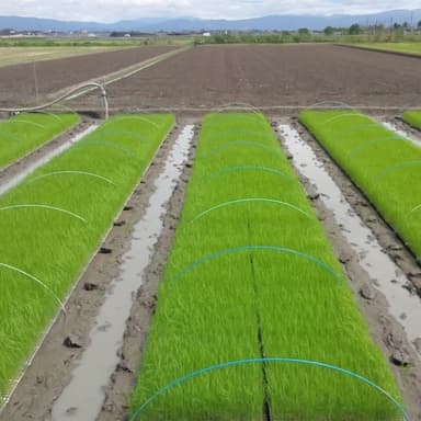 絶好調の自然農法米（無肥料・無農薬）コシヒカリ苗