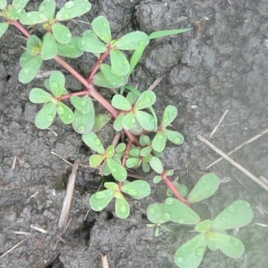 食べられるスーパー雑草の「スベリヒユ」は凄い生命力