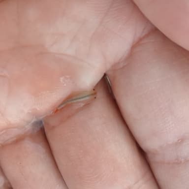 自然農法水田にカブトエビ・ホーネンエビの楽園