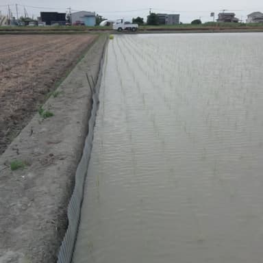 田んぼの周囲を植え付ける事で雑草が生えにくく
